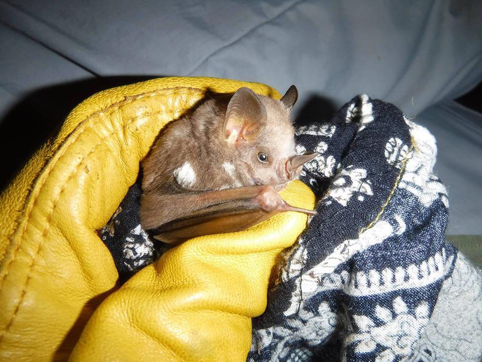 An evening with bats News, Sports, Jobs Observer Today